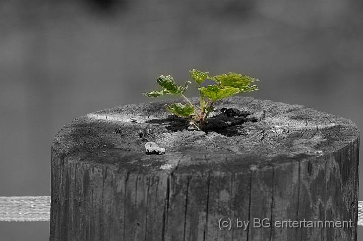 01.jpg - Neues Leben
