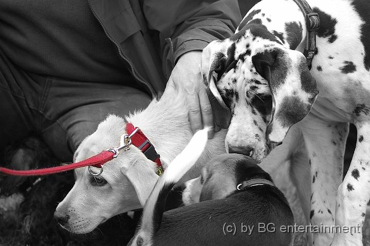 02.jpg - Dog Shoot