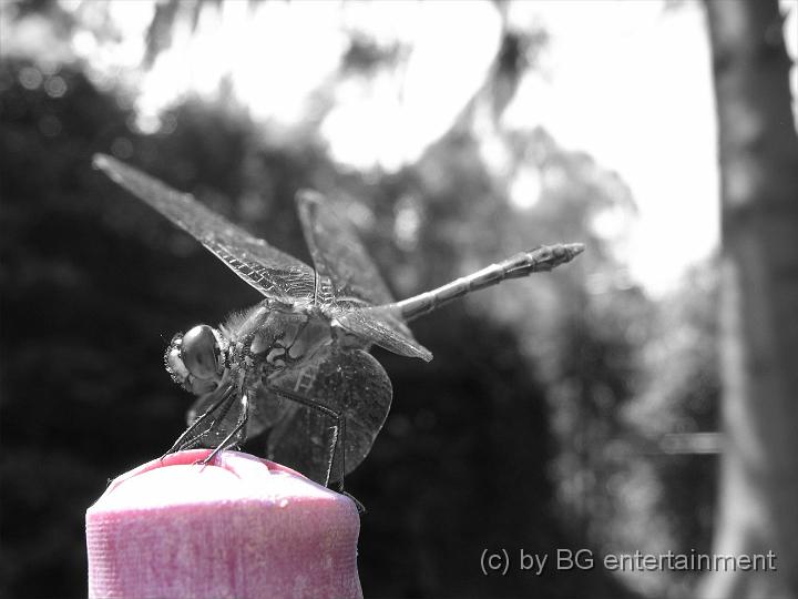 08.jpg - Libelle