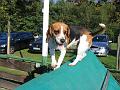2006-09-30_Beagletreffen