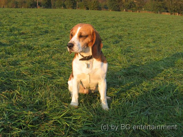 IMG_0046.jpg - ich liebe die Novembersonne (Cora nicht, sie hat die Augen zu *g*)!