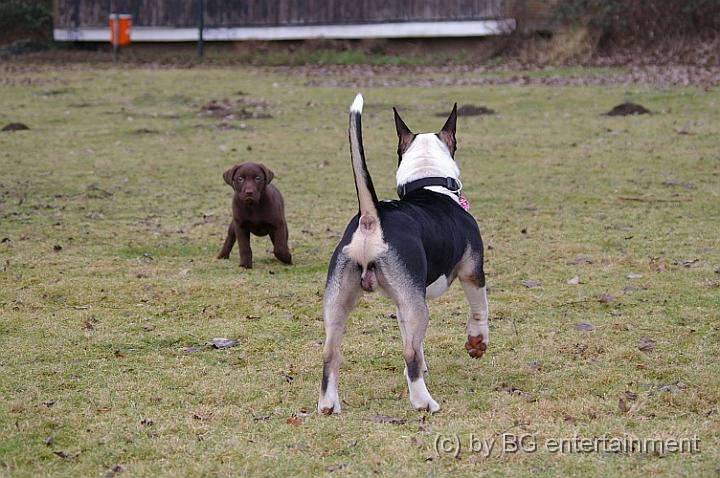 IMGP3577.jpg - KAMPFHUND-Begegnung (und der war sooooo lieb zu Nelly!!!)