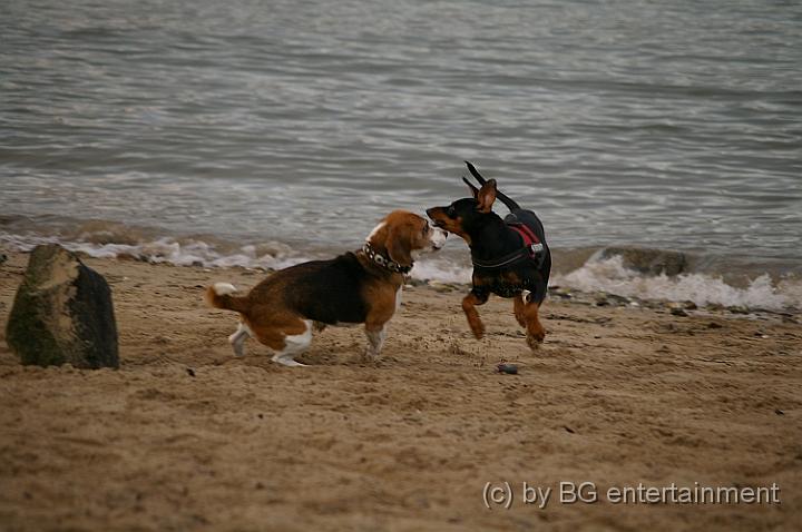IMGP3732.jpg - ... da hatte Luzie dann eine ebenbürtige Partnerin ;-)