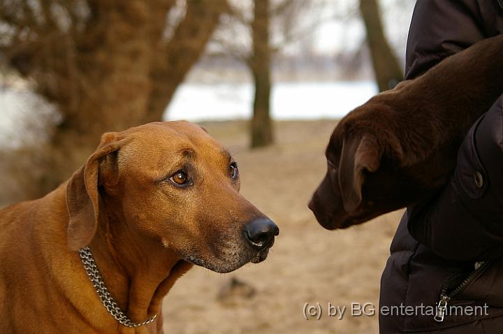 IMGP3780.jpg - der Ridgeback musst sich die kleine Nelly auch mal anschauen (und war seeeeeeehr vorsichtig dabei)