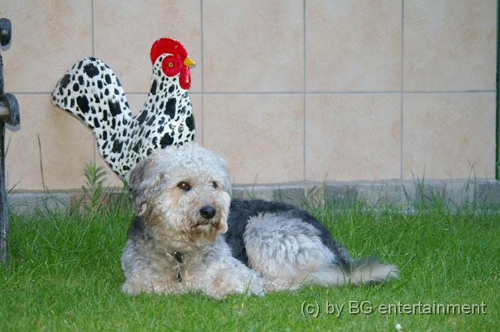 IMGP5019.jpg - Momo bewacht den Hahn... oder umgekehrt?