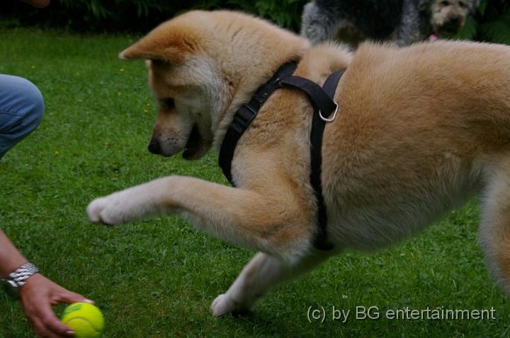 IMGP5061.jpg - Ey, ich kann auch Ballspielen, wie der Momohund!