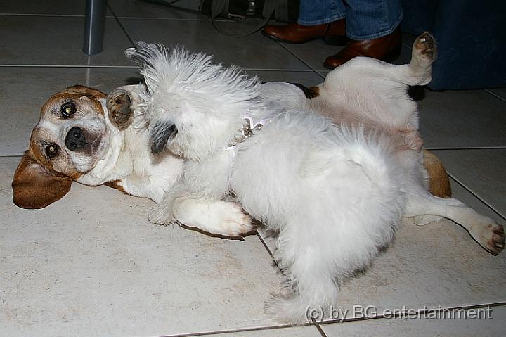 IMGP0075.jpg - Cora: "OK, ich ergeb mich. Du hast gewonnen, kleiner Floh"
