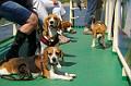 2008-05-11_Beaglespaziergang