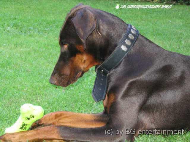 photo06.jpg - Shakira - now at the rainbow bridge
