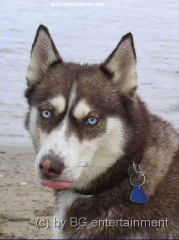 photo10.jpg - Kiara, Husky