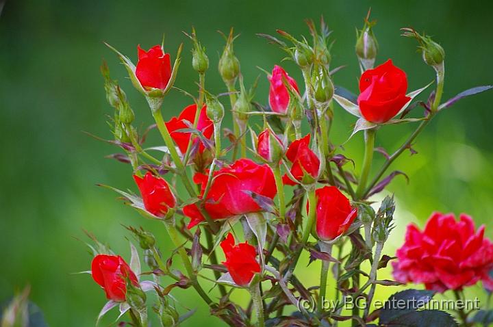 IMGP0828.jpg - unsere schönen Rosen