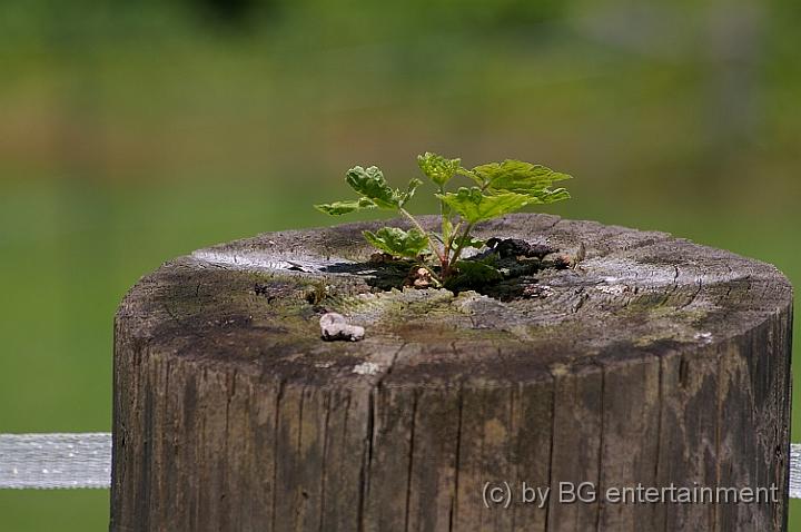 IMGP1071.jpg - Die Natur sucht sich immer einen Weg.... Hier an einem Weidenpfahl