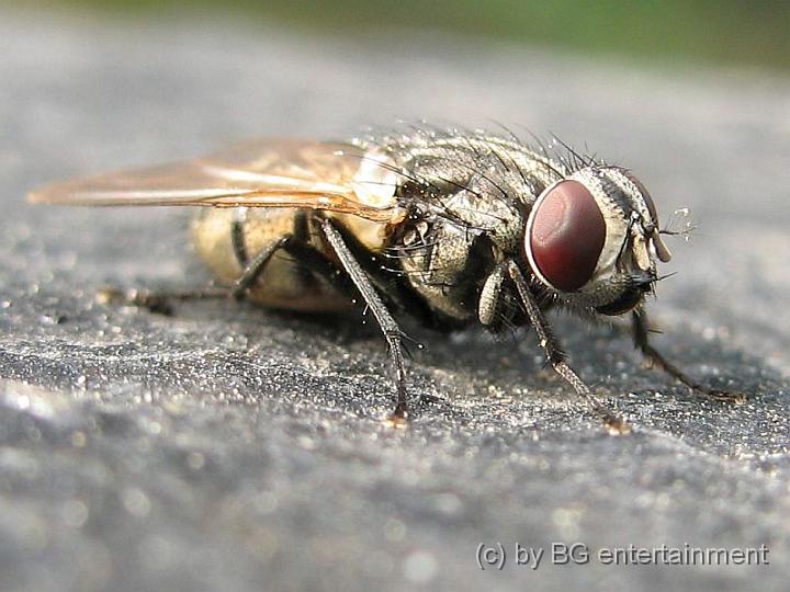 IMG_0091.jpg - THE FLY