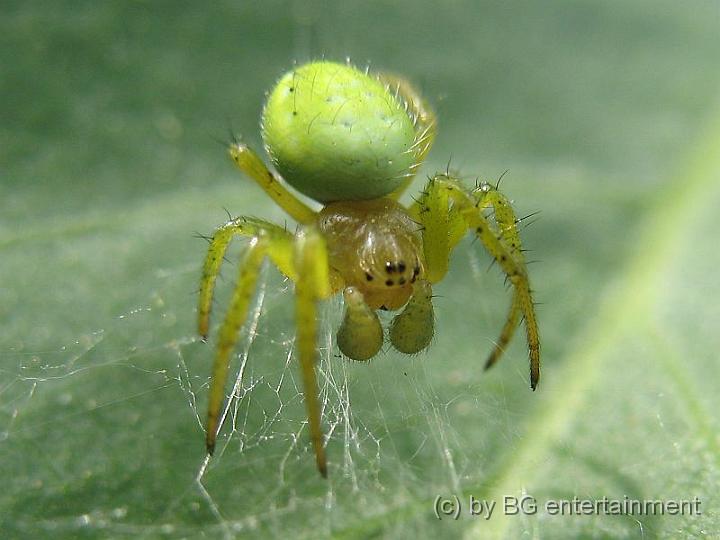IMG_0101.jpg - eine juvenile Spinne (mir) unbekannter Gattung